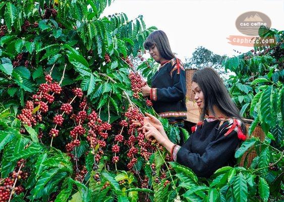 Các loại cafe trồng ở Việt Nam