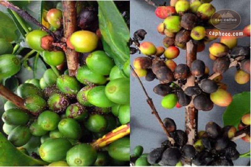 Cà phê bị nấm trái