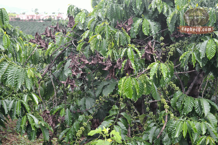 Nấm trái cà phê