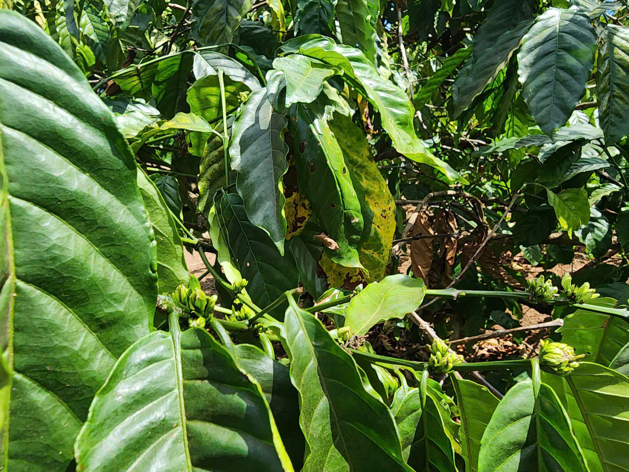 Từ Chồi Xanh Nông Trai Đến Từng Giọt Cà Phê – Hành Trình Của Đam Mê Và Tinh Hoa Hương Vị