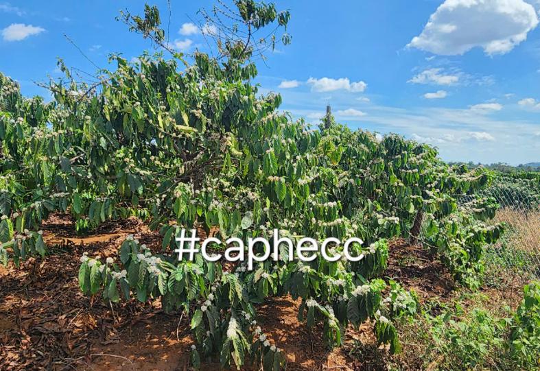 Khí hậu và cây cà phê !