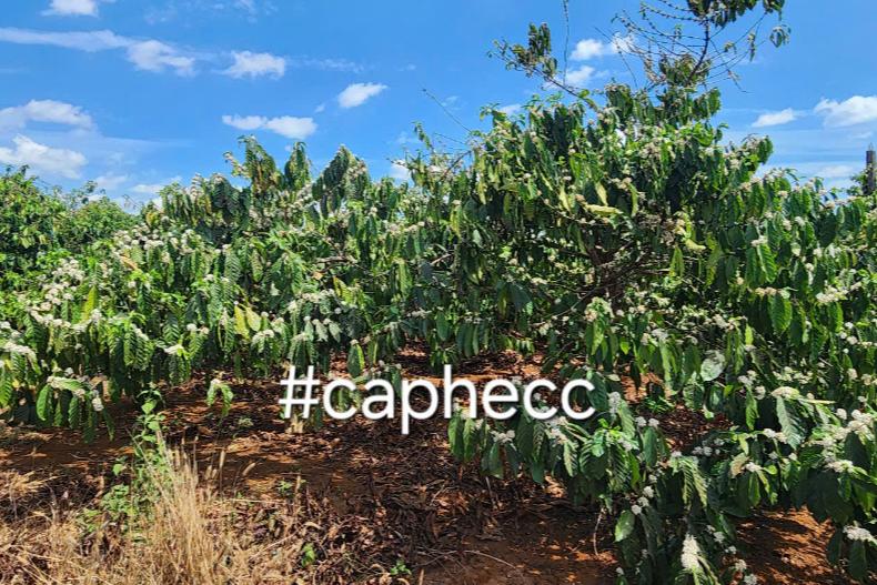 Khí hậu và cây cà phê !