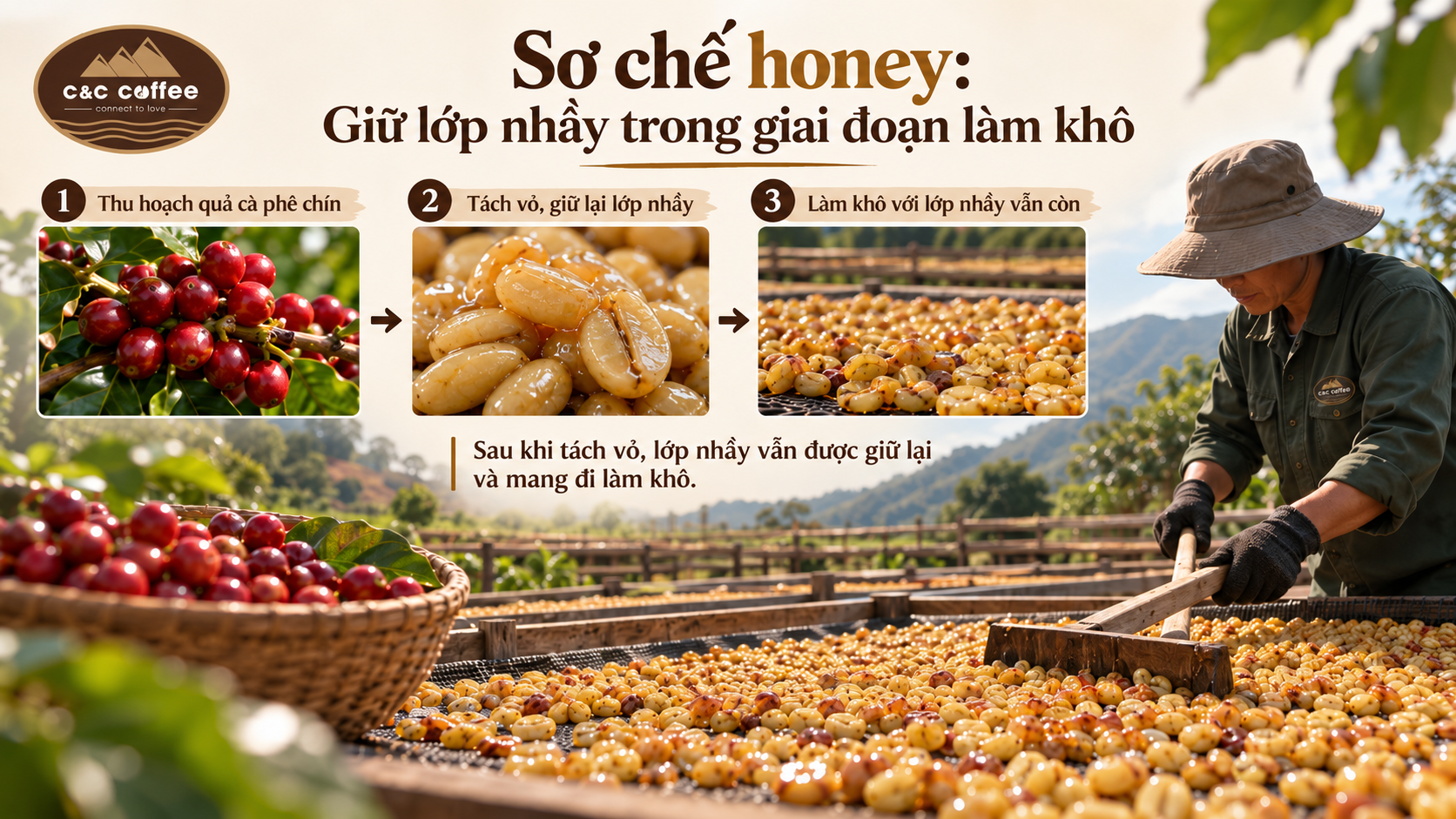 Sơ chế honey: Giữ lớp nhầy trong giai đoạn làm khô