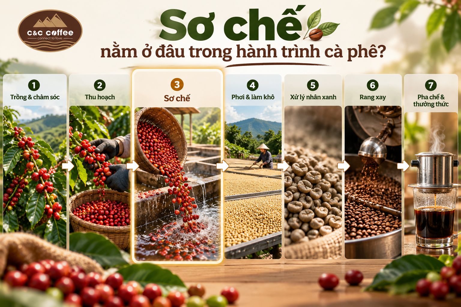 Sơ chế nằm ở đâu trong hành trình cà phê?